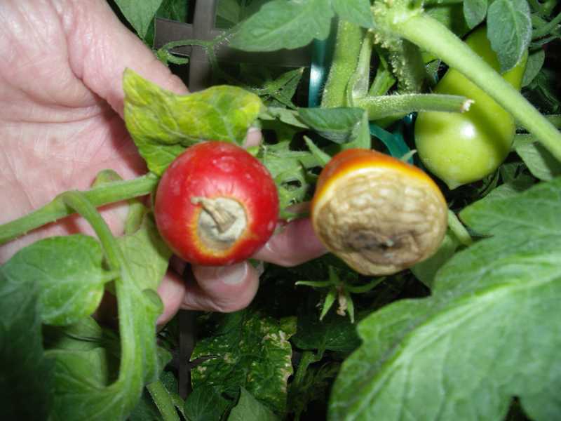 Blossom End Rot of Tomato and Pepper